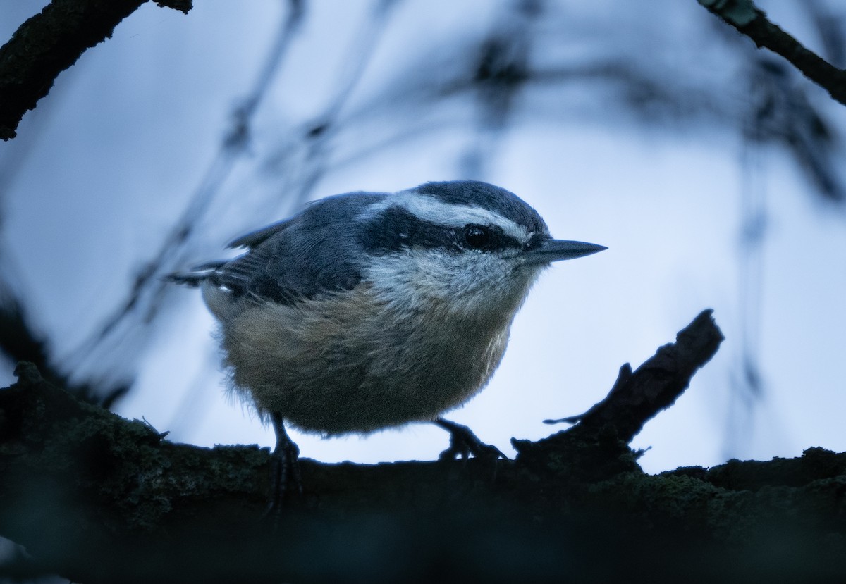 Red-breasted Nuthatch - ML624930480