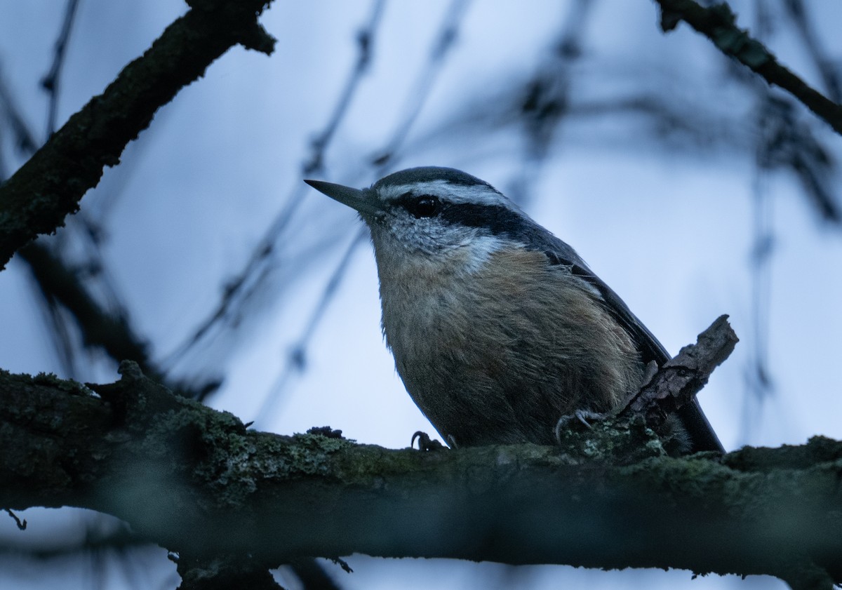 Red-breasted Nuthatch - ML624930481