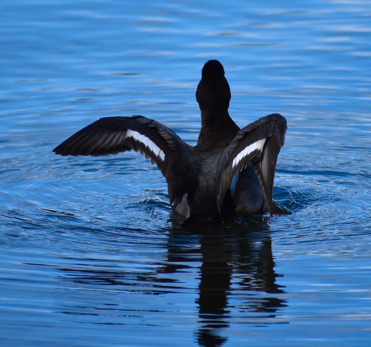 Lesser Scaup - ML624930487