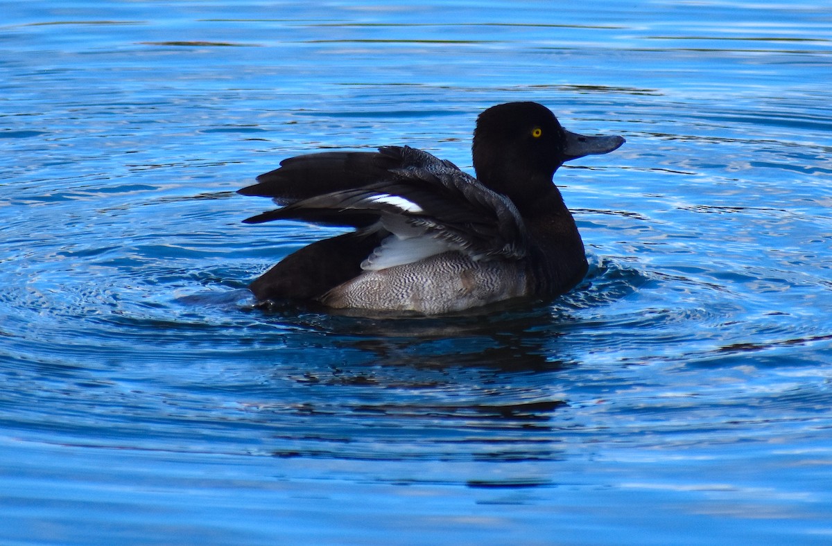 Lesser Scaup - ML624930502