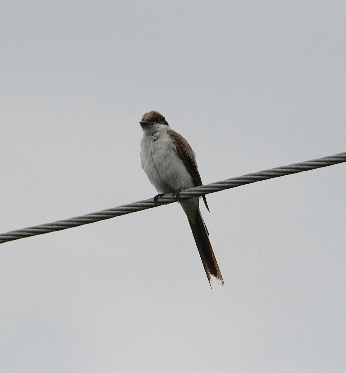 Fork-tailed Flycatcher - ML62493051