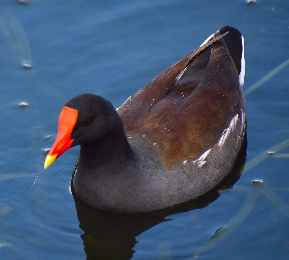 Common Gallinule - ML624930528