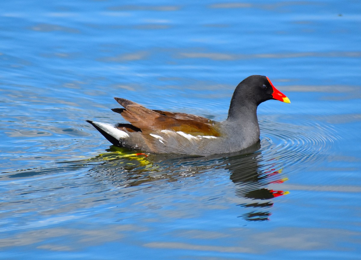 Common Gallinule - ML624930540