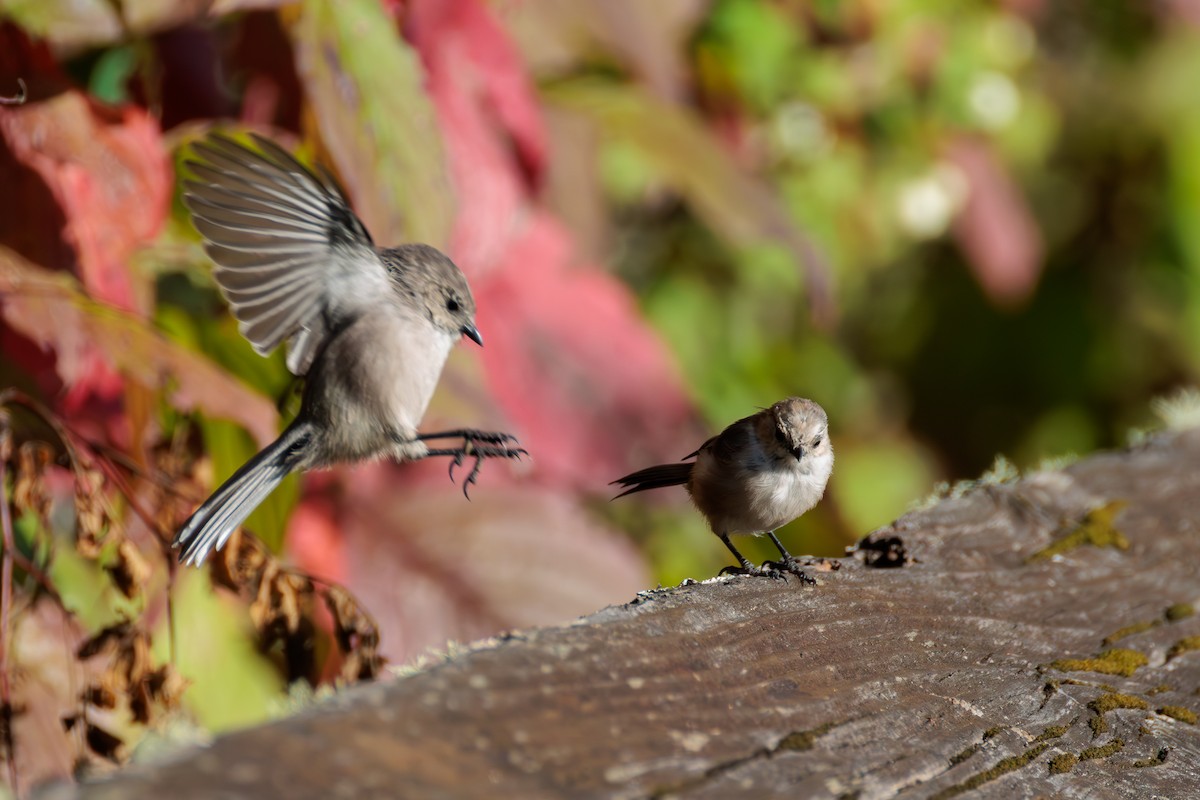 Bushtit - ML624930544