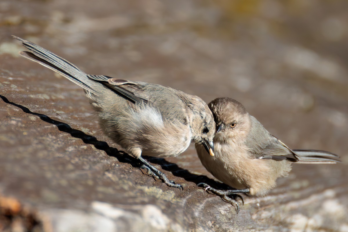 Bushtit - ML624930546