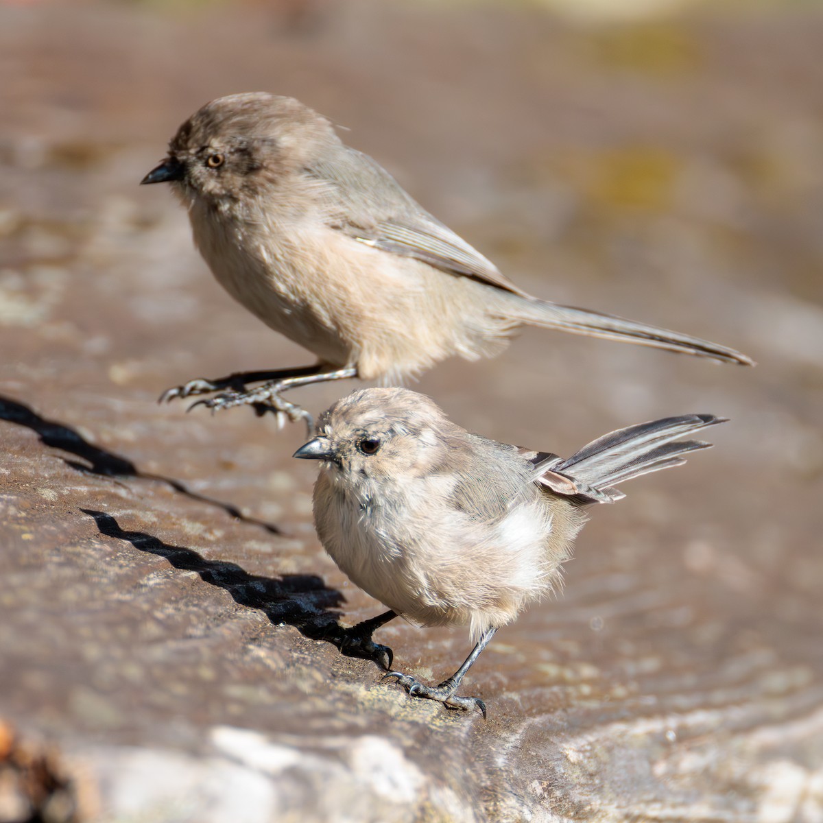 Bushtit - ML624930547