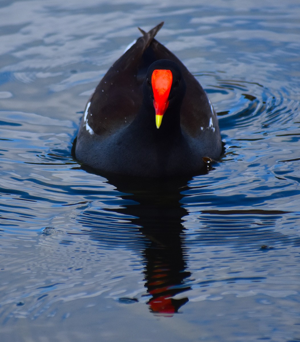 Common Gallinule - ML624930554