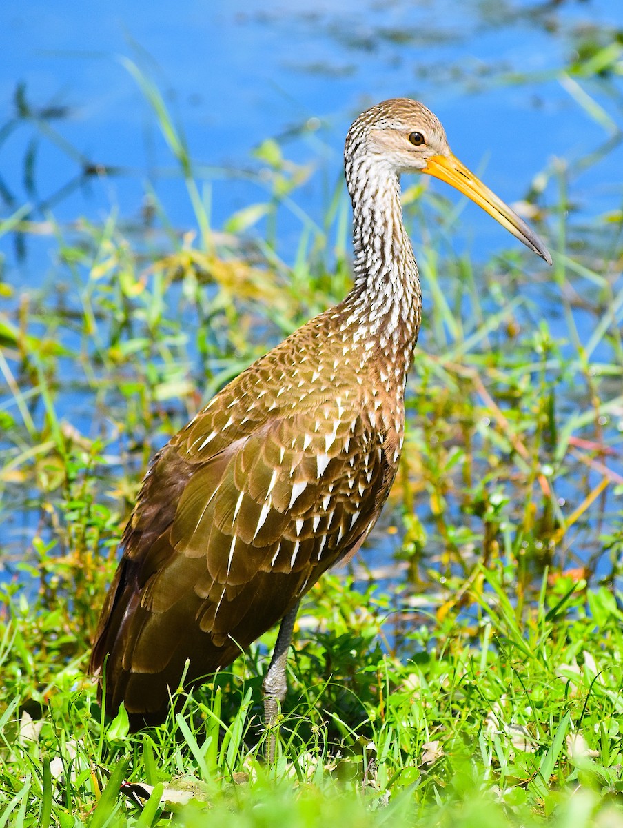 Limpkin - ML624930564