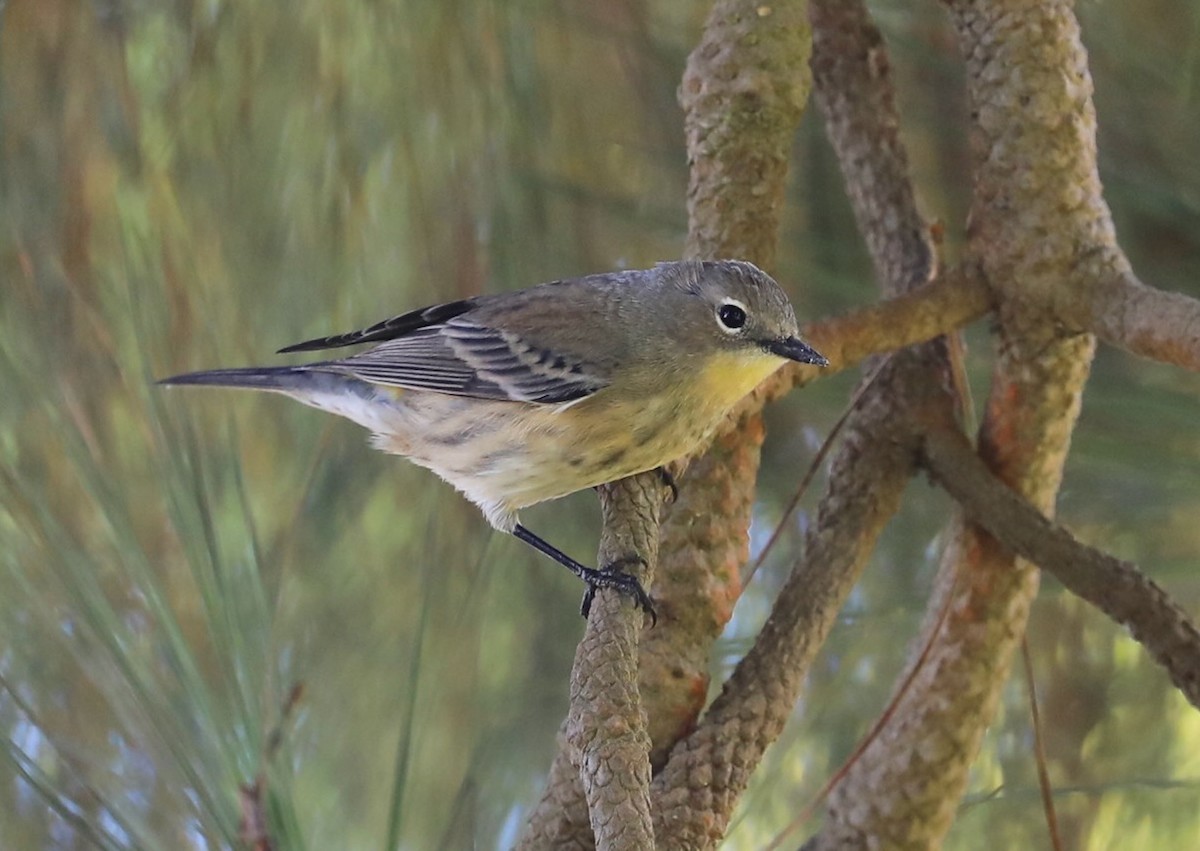 Yellow-rumped Warbler (Audubon's) - ML624930568