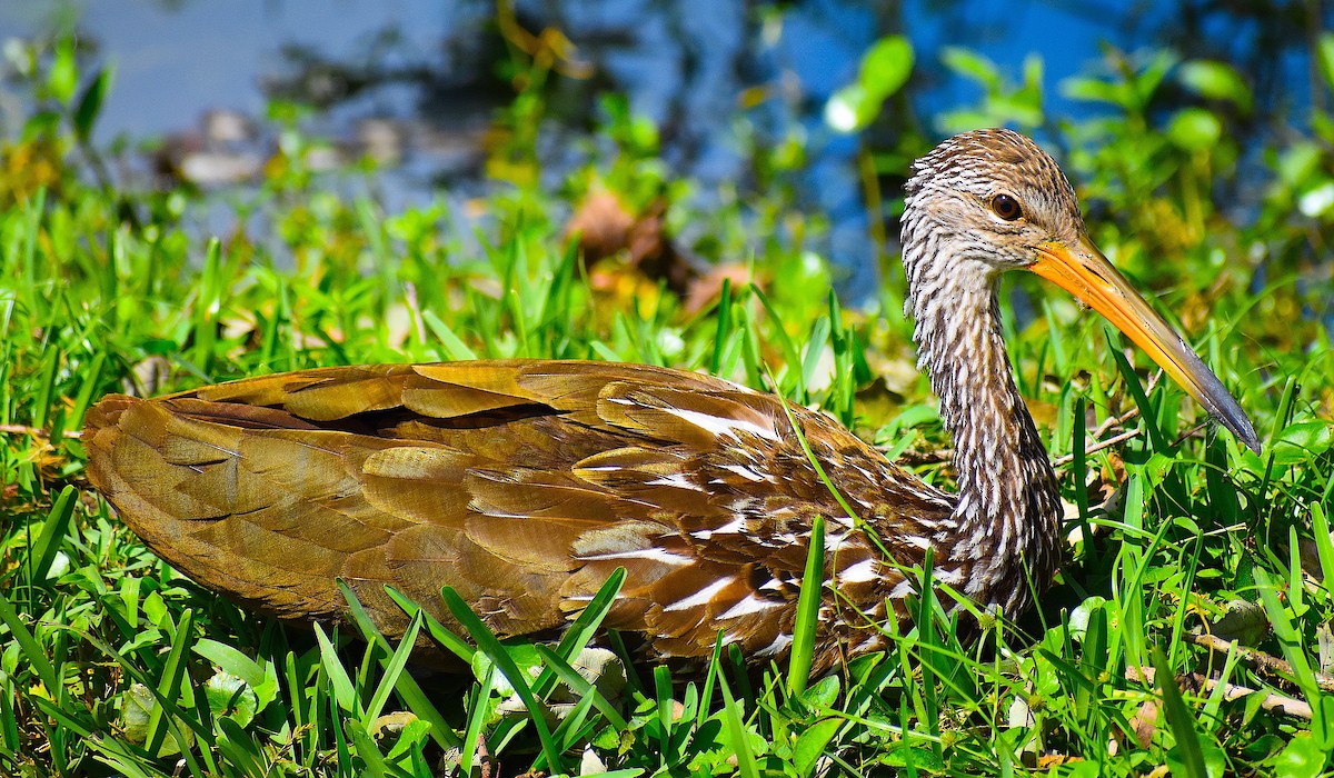 Limpkin - ML624930580