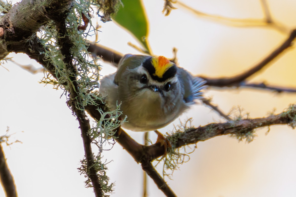 Golden-crowned Kinglet - ML624930583