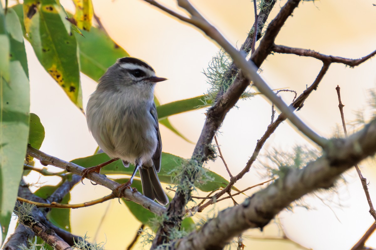 Golden-crowned Kinglet - ML624930584