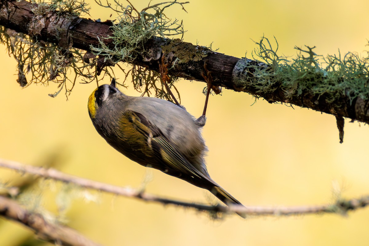 Golden-crowned Kinglet - ML624930585