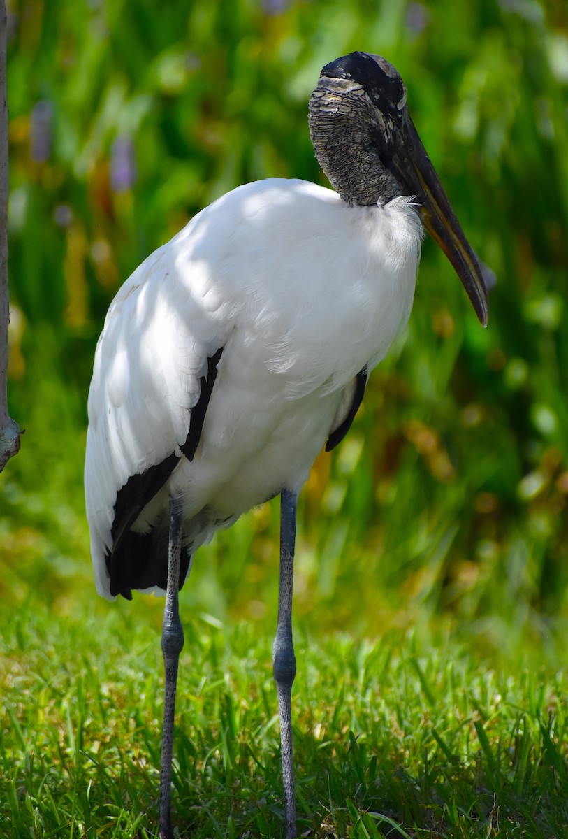 Wood Stork - ML624930604