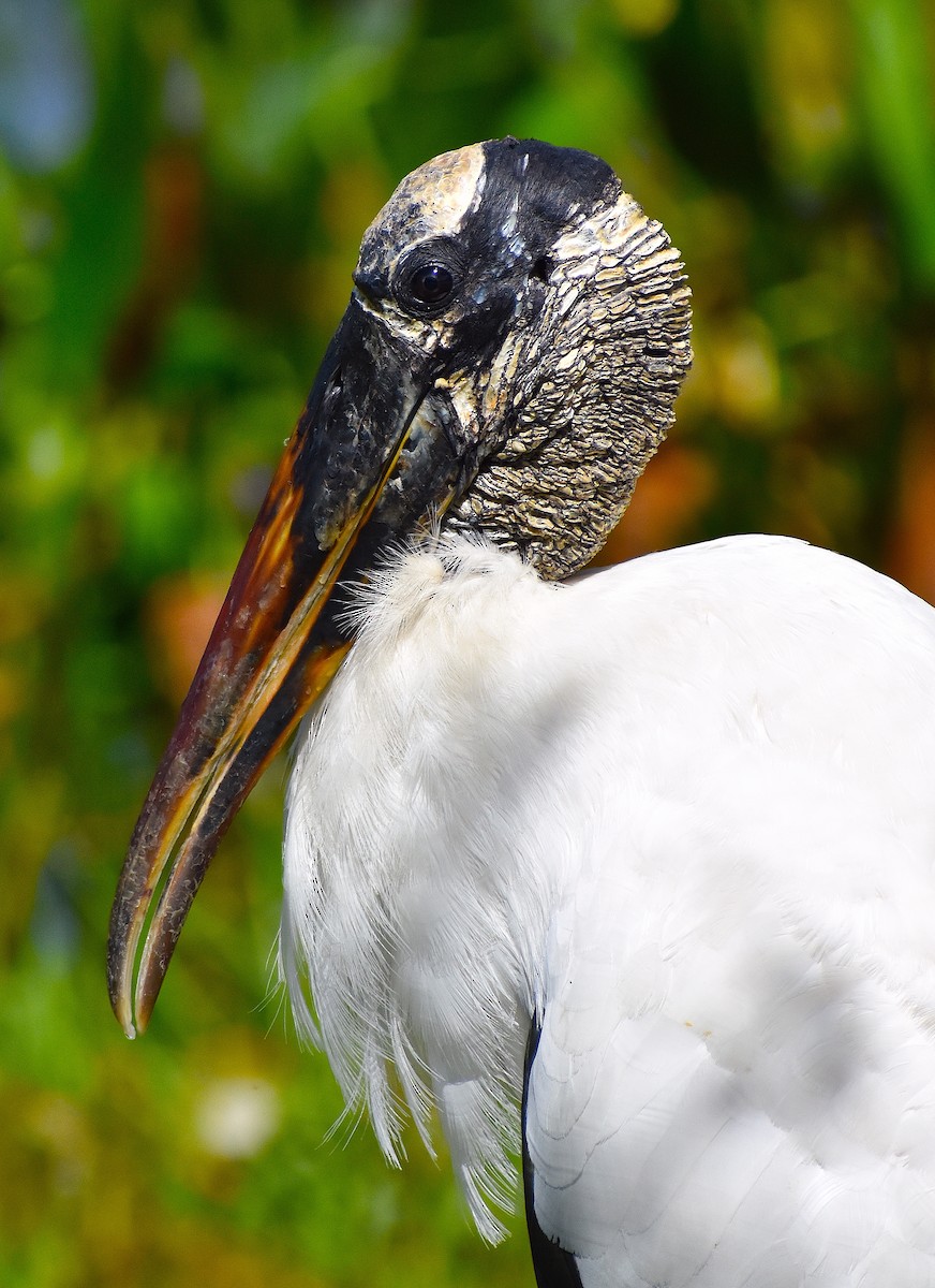 Wood Stork - ML624930613