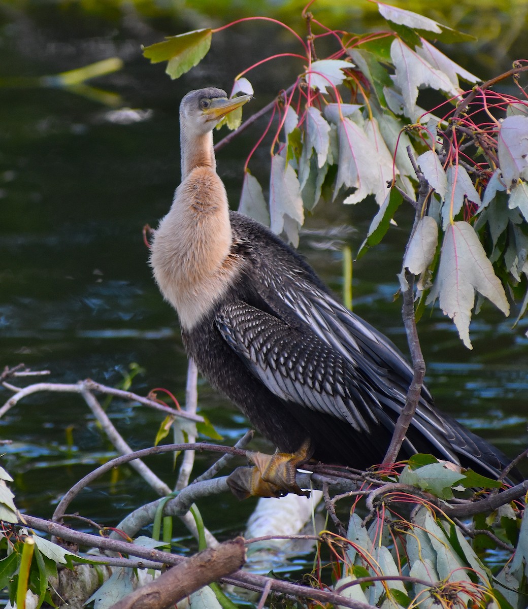 Anhinga - ML624930623