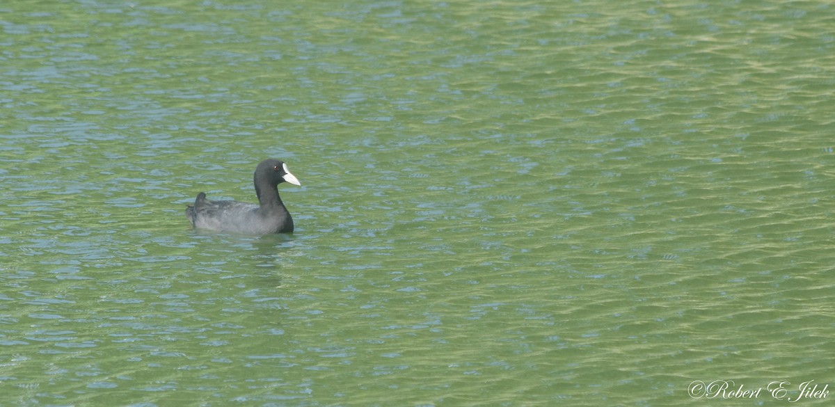 白冠雞 - ML624930660