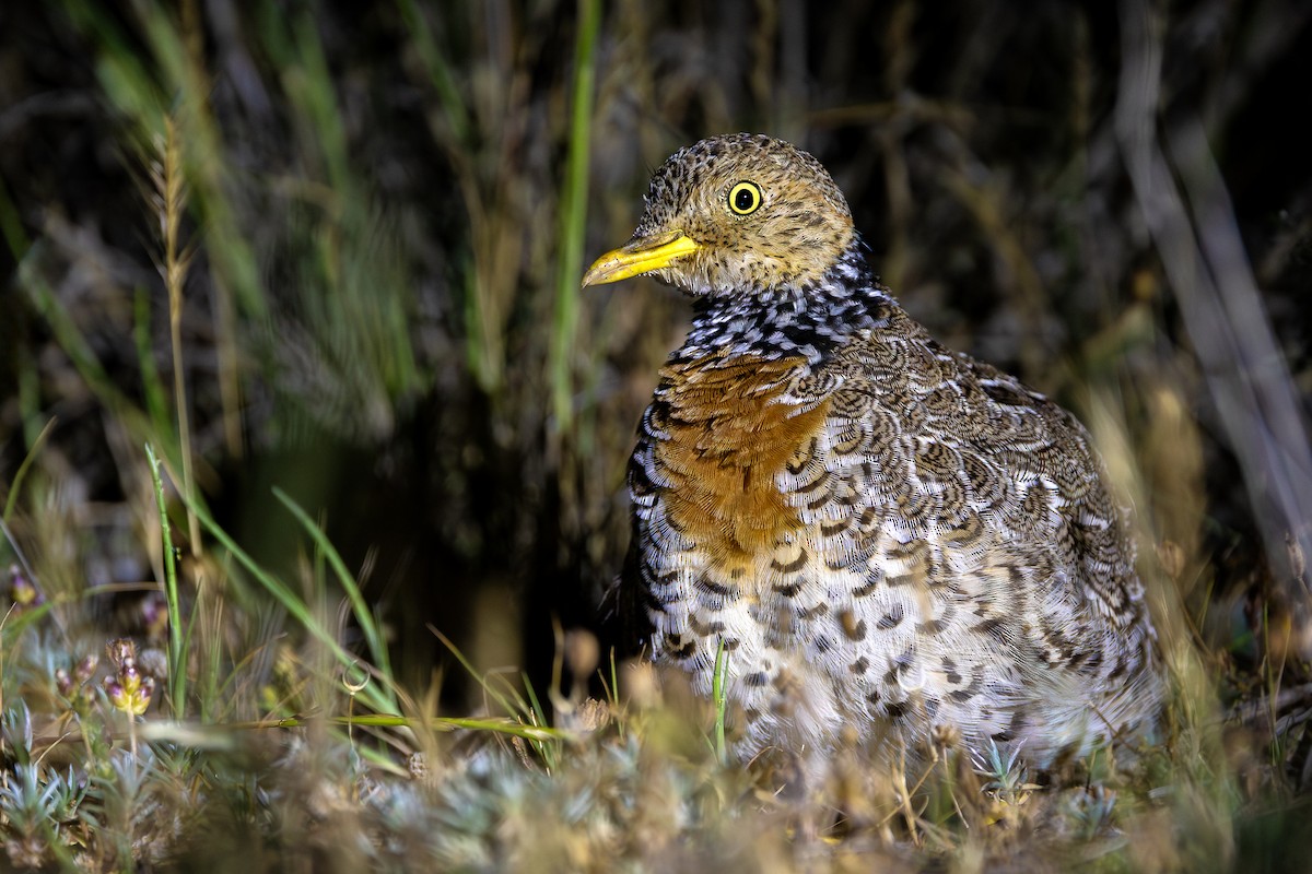 Plains-wanderer - ML624930801