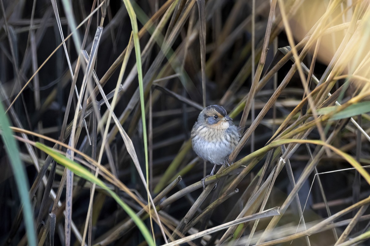 Saltmarsh Sparrow - ML624930847