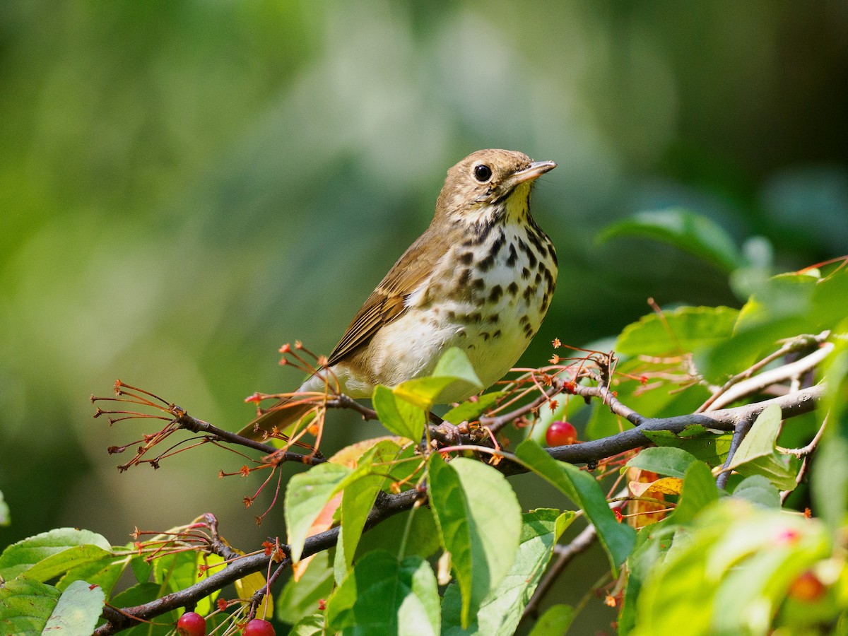 Hermit Thrush - ML624930848
