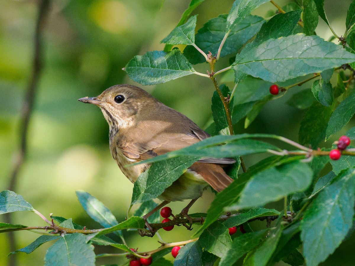 Hermit Thrush - ML624930849