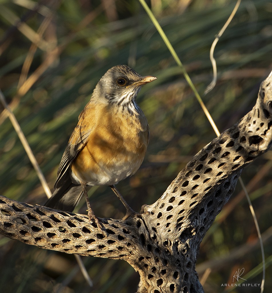 Rufous-backed Robin - ML624930887