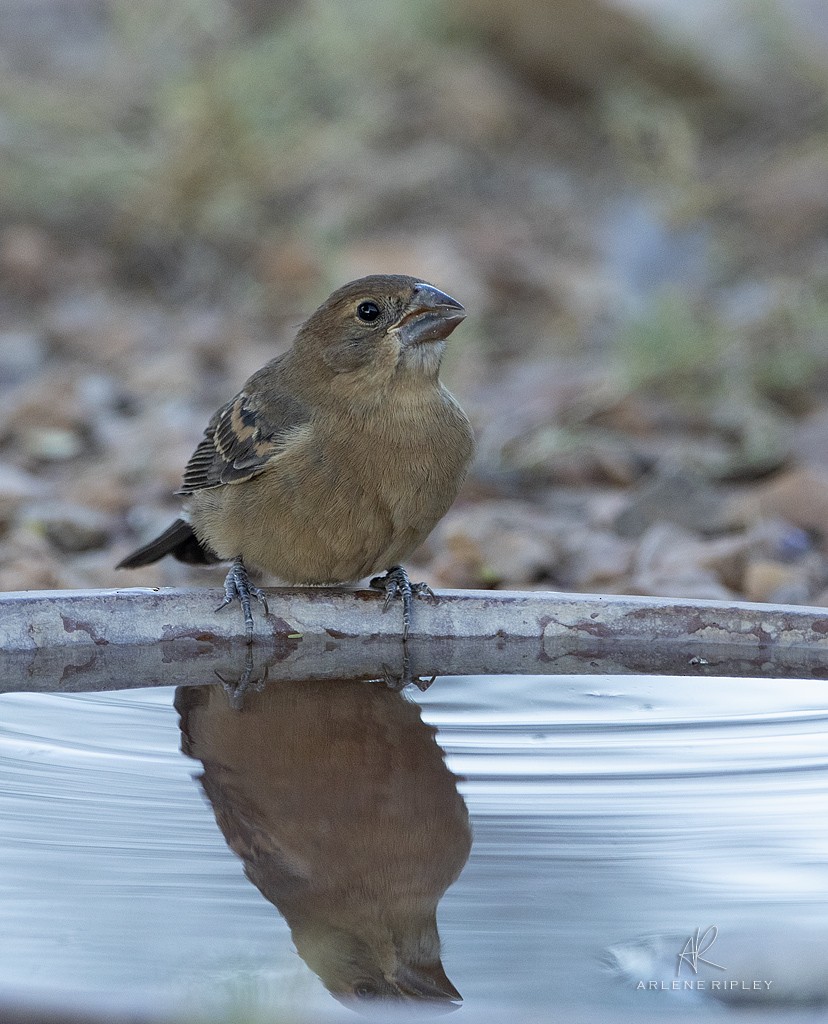 Blue Grosbeak - ML624930910