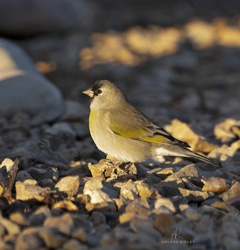 Lawrence's Goldfinch - ML624930939