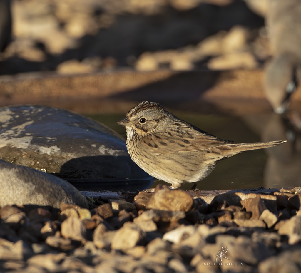 Lincoln's Sparrow - ML624930943