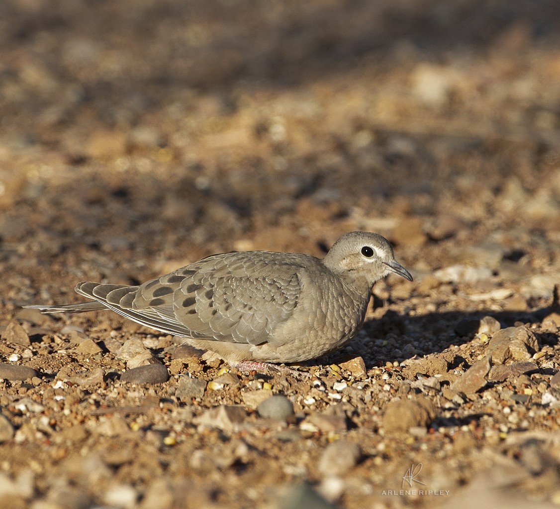 Mourning Dove - ML624930950