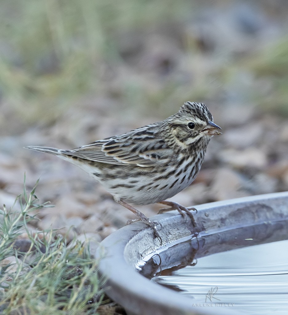 Savannah Sparrow - ML624930969