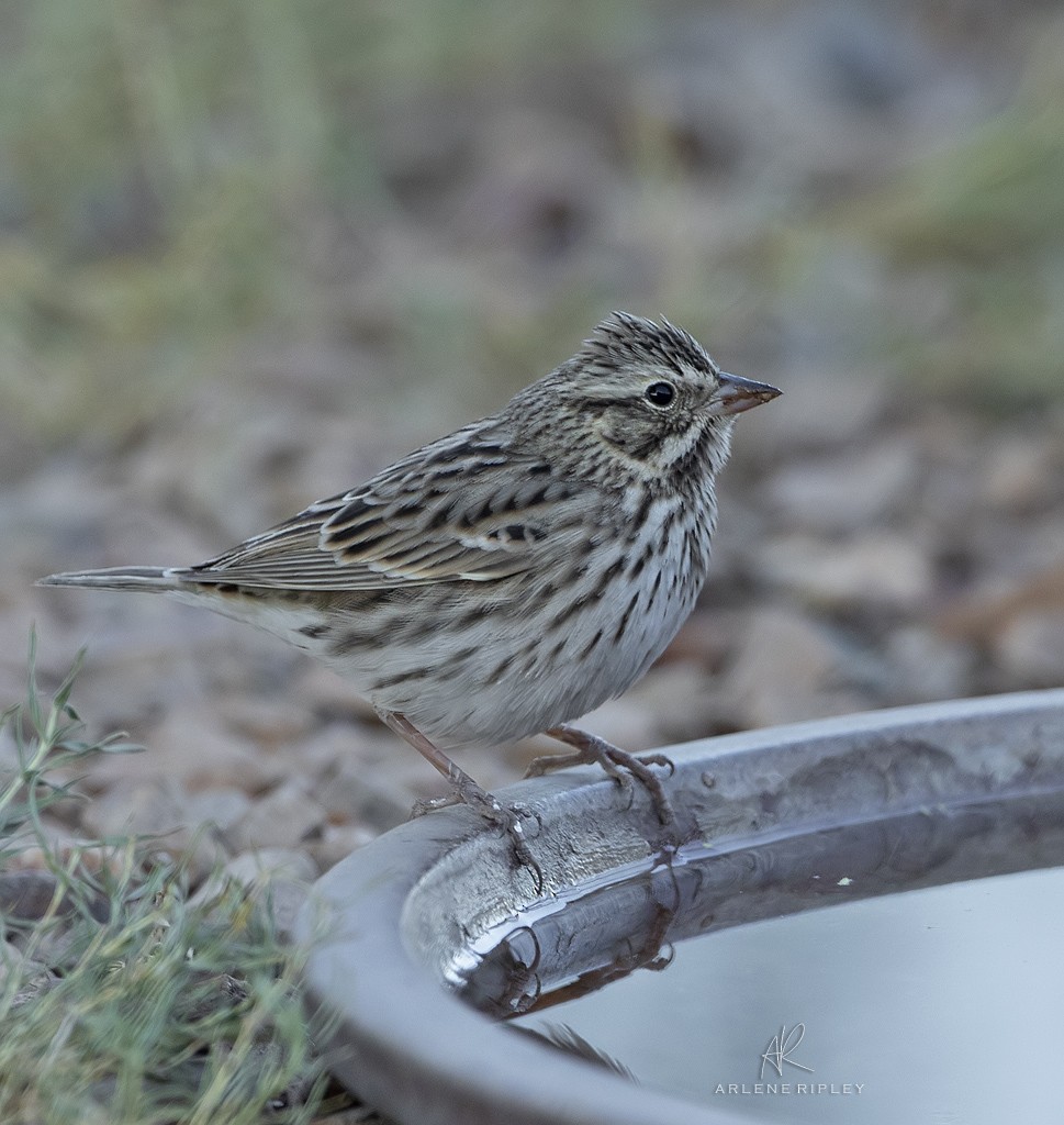 Savannah Sparrow - ML624930981