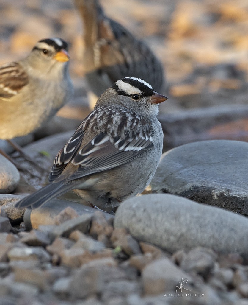 White-crowned Sparrow (Dark-lored) - ML624930991