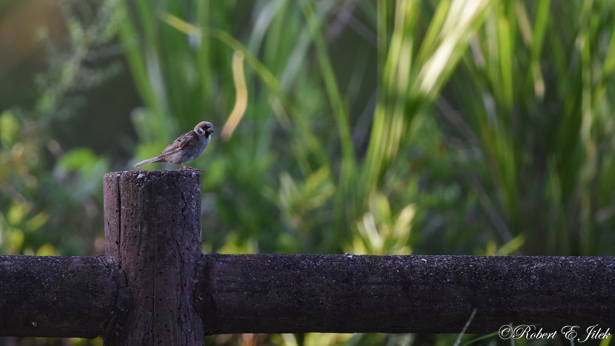 麻雀 - ML624931246