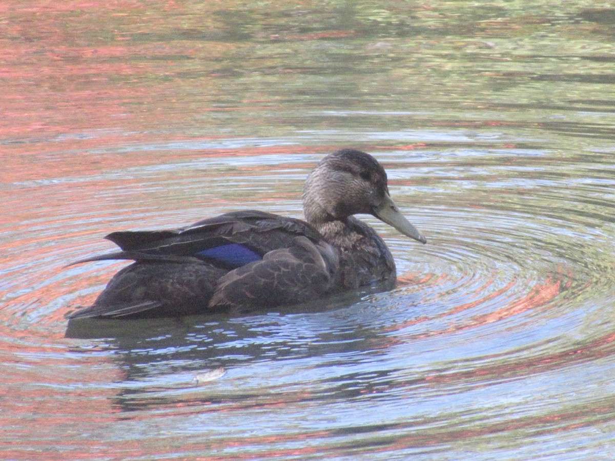 American Black Duck - ML624931268