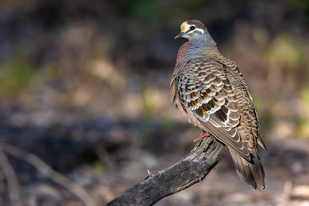 Common Bronzewing - ML624931414