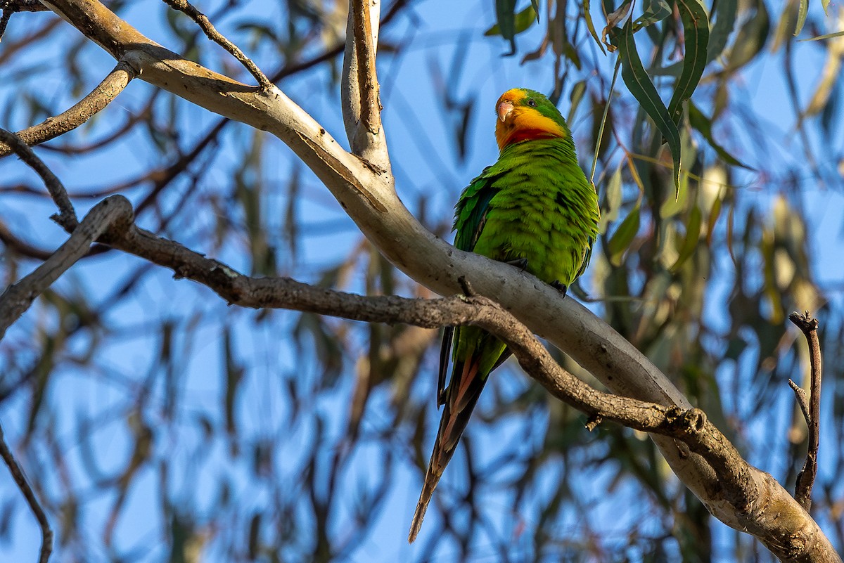 Superb Parrot - ML624931484