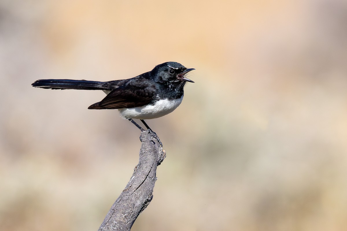 Willie-wagtail - ML624931508