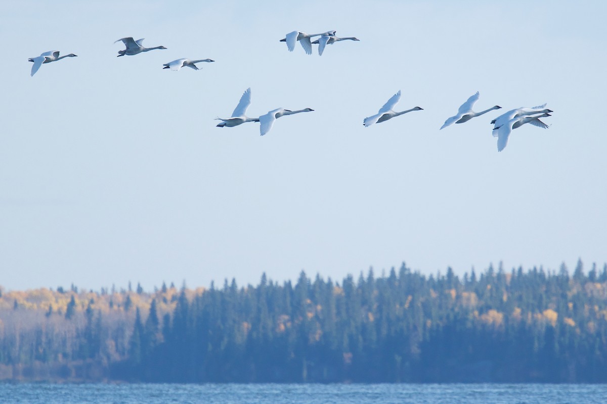 Trumpeter Swan - ML624931591