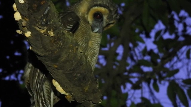 Brown Wood-Owl - ML624931815