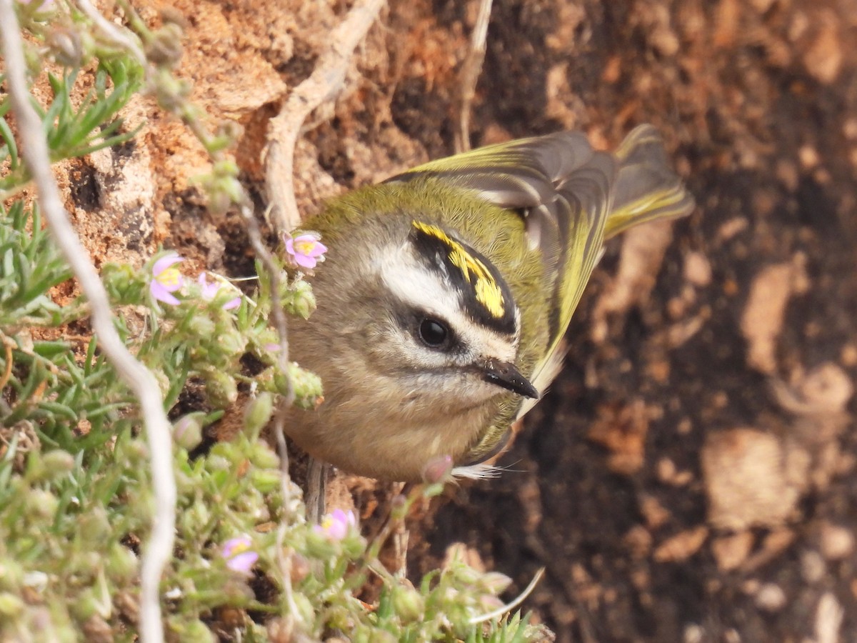 Golden-crowned Kinglet - ML624931837