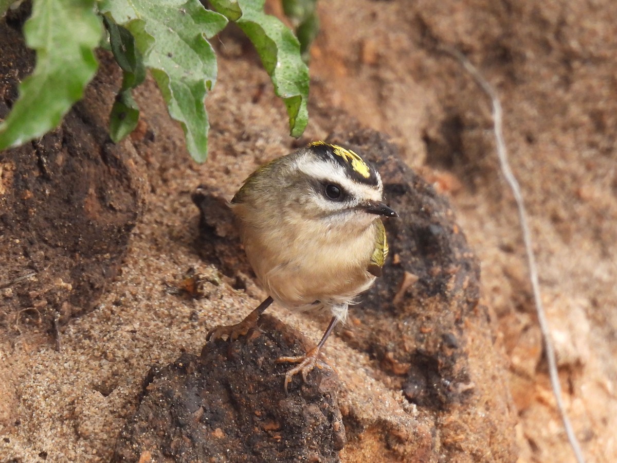 Golden-crowned Kinglet - ML624931838