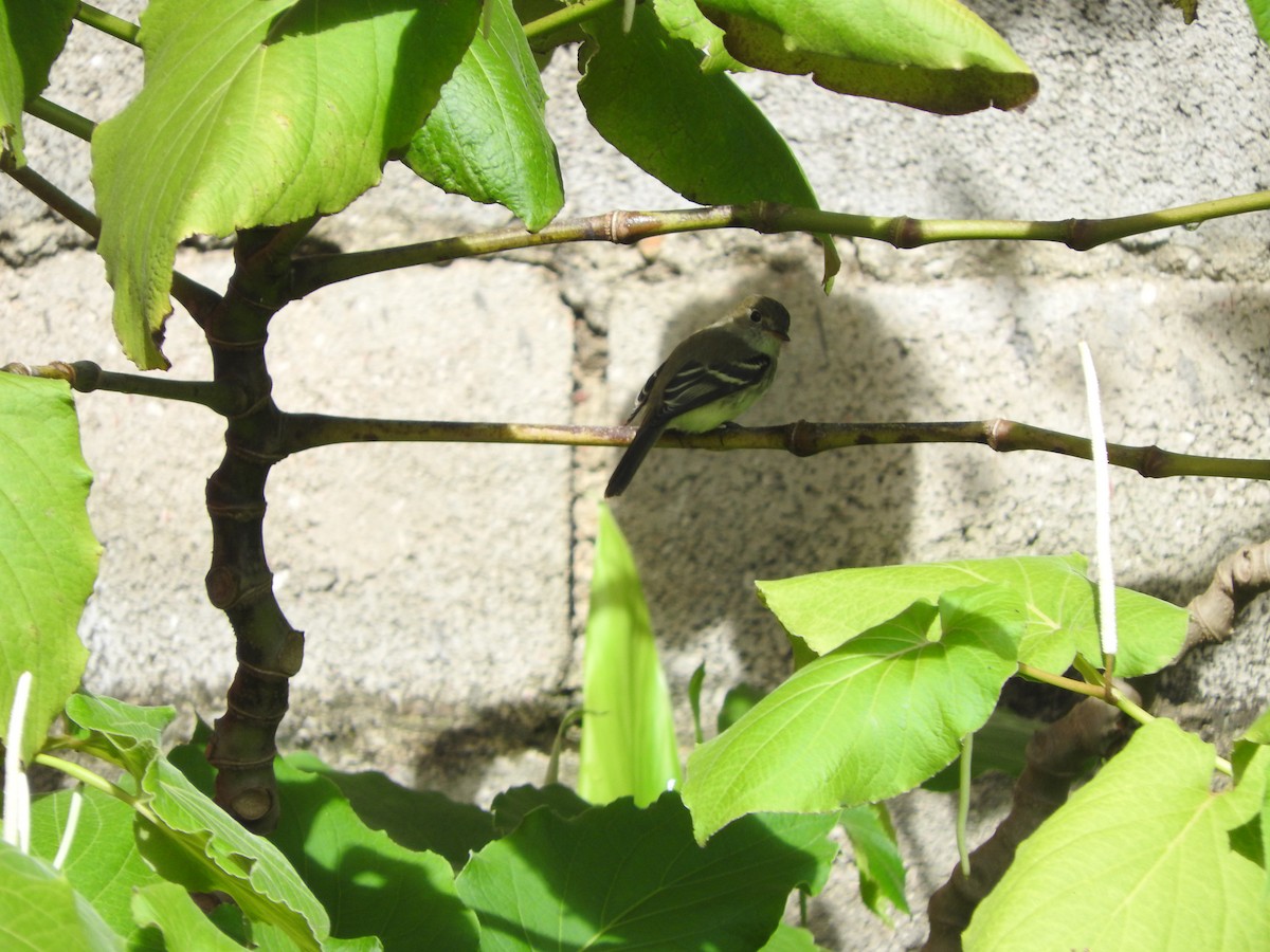 Empidonax sp. - ML624931902