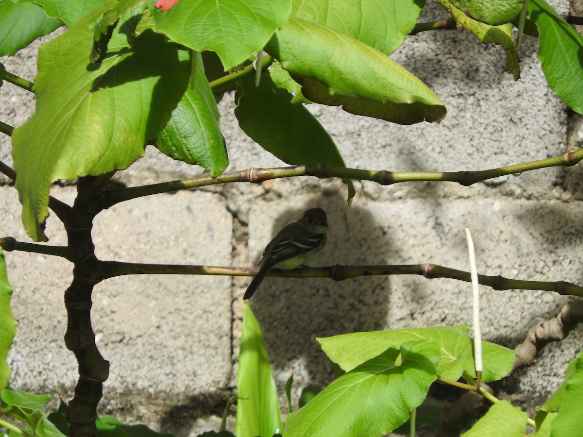 Empidonax sp. - ML624931904