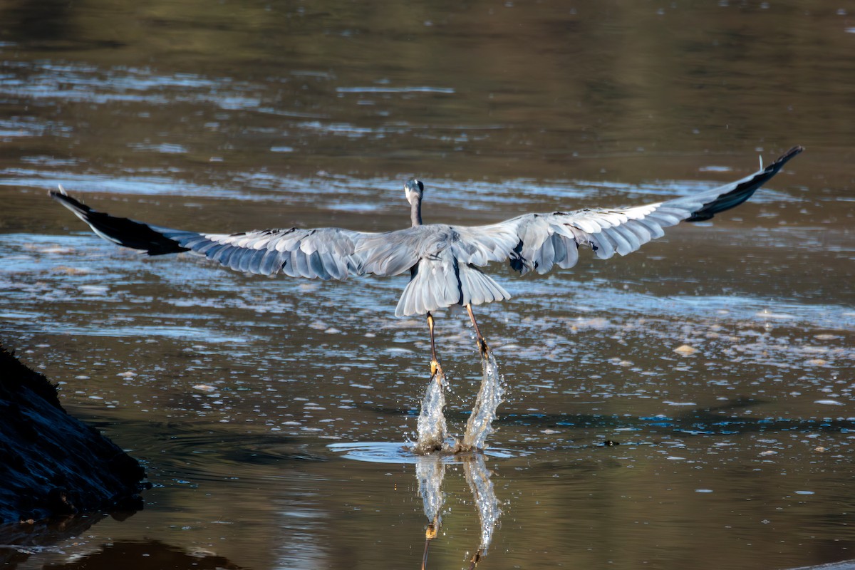 Great Blue Heron - Pierce Louderback