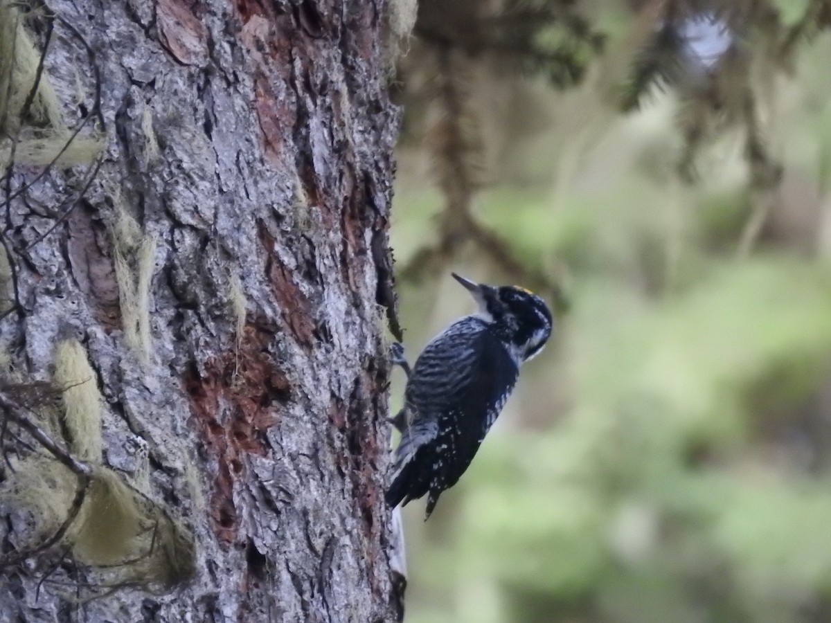 American Three-toed Woodpecker - ML624931925