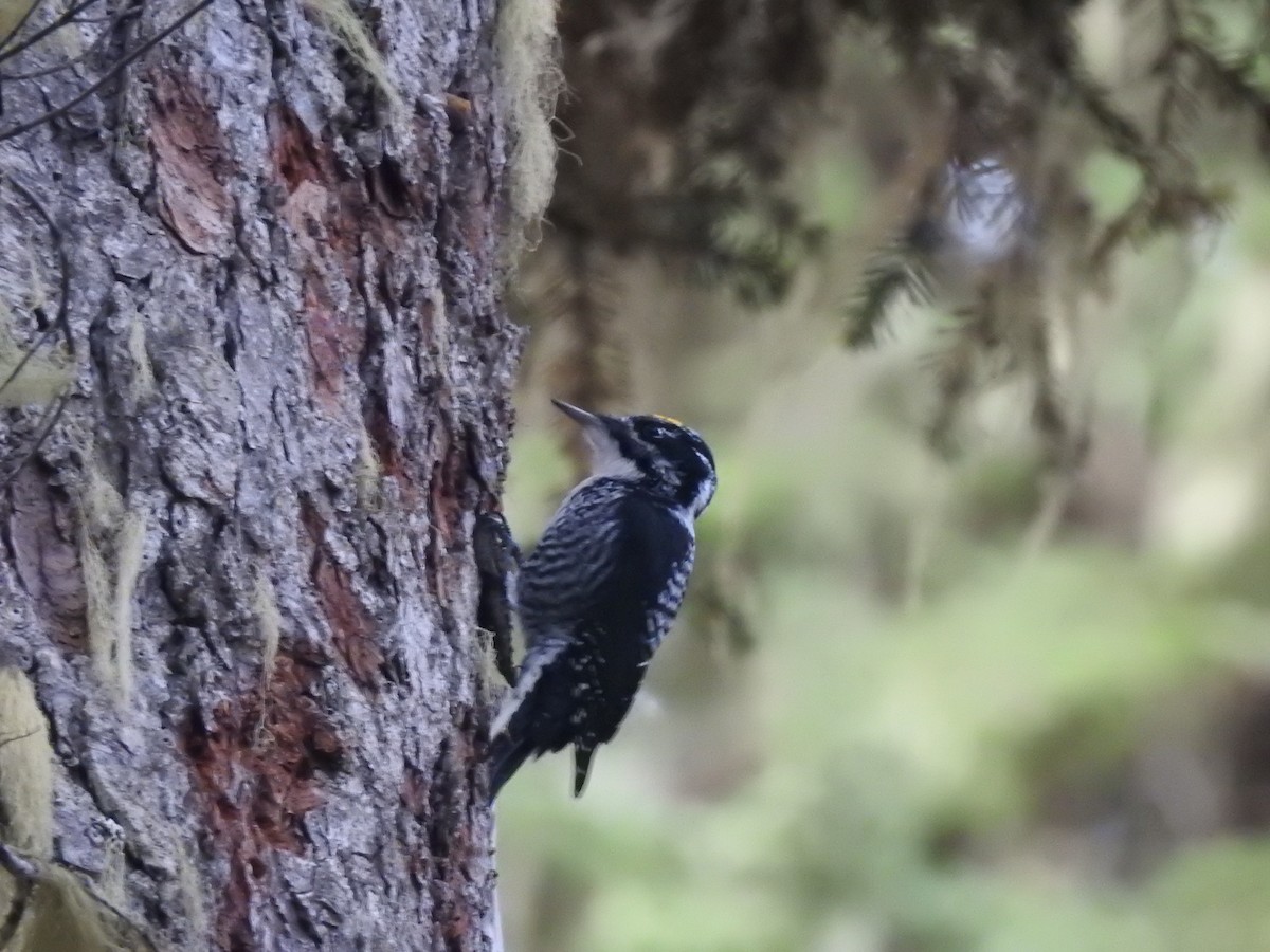 American Three-toed Woodpecker - ML624931930