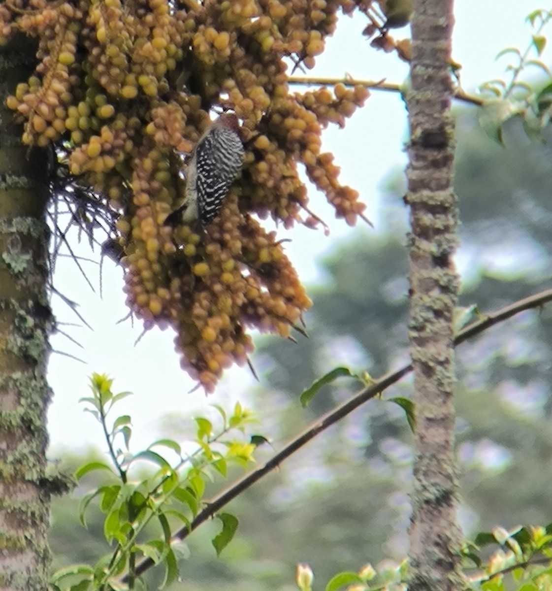 Red-crowned Woodpecker - ML624932021