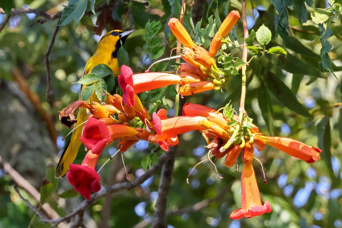 Bullock's Oriole - ML624932089