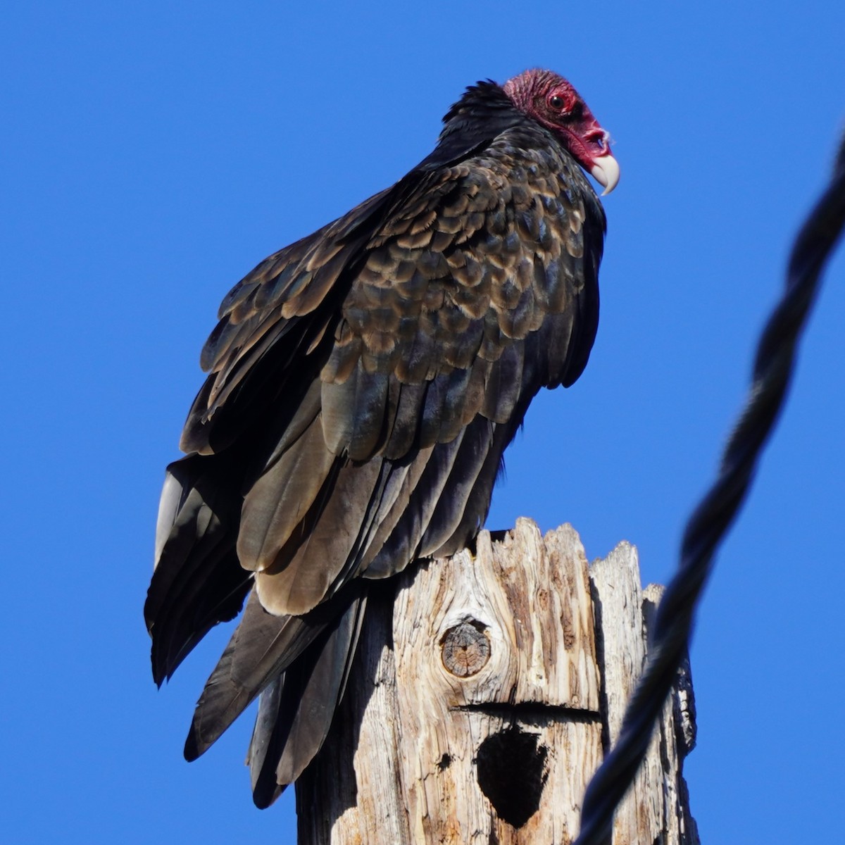 Turkey Vulture - ML624932223